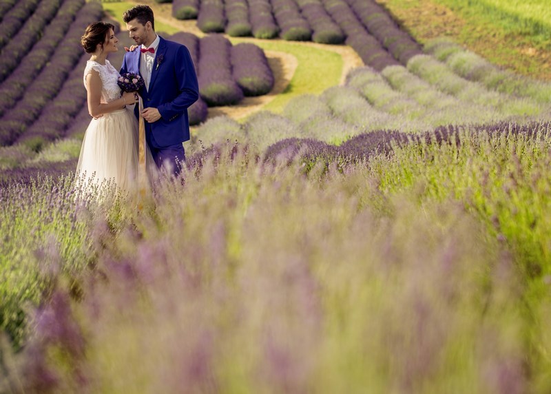ogród lawendowy, lavender