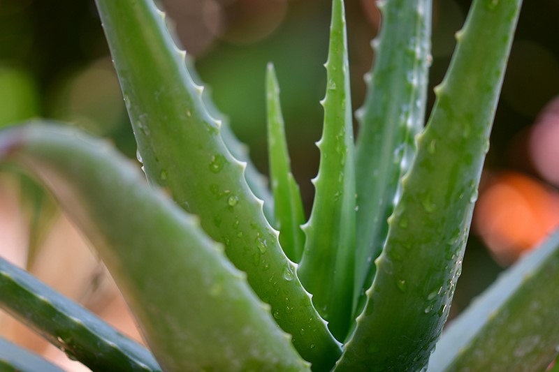 skóra pielęgnacja skóry pielęgnacja twarzy aloes nawilżanie leczenie porady aloe vera forever living polska najlepszyaloes.pl